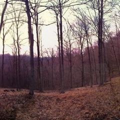 Sheltowee Trace Moonrise